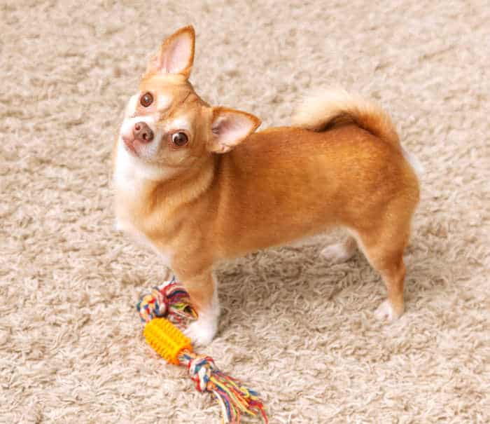 fawn chihuahua dog with toy