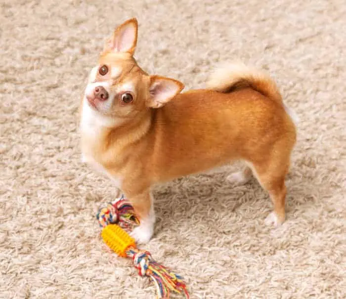 Fawn chihuahua dog with toy.