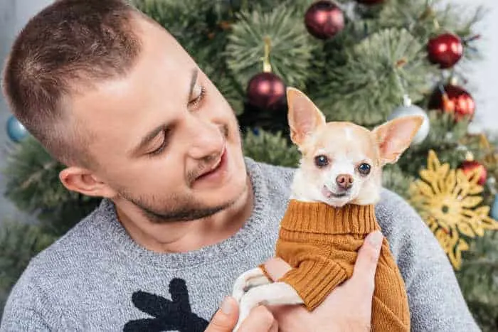 Man holding chihuahua with Christmas tree. 