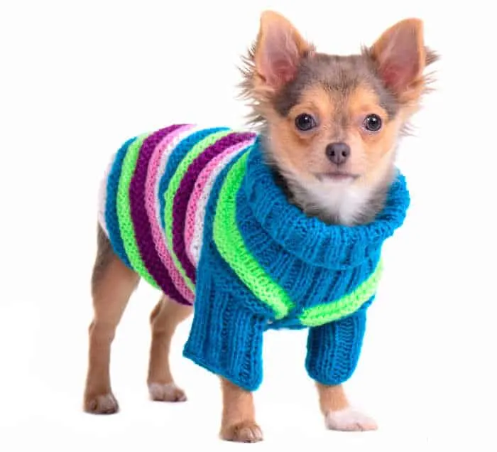 chihuahua puppy wearing striped knitted sweater