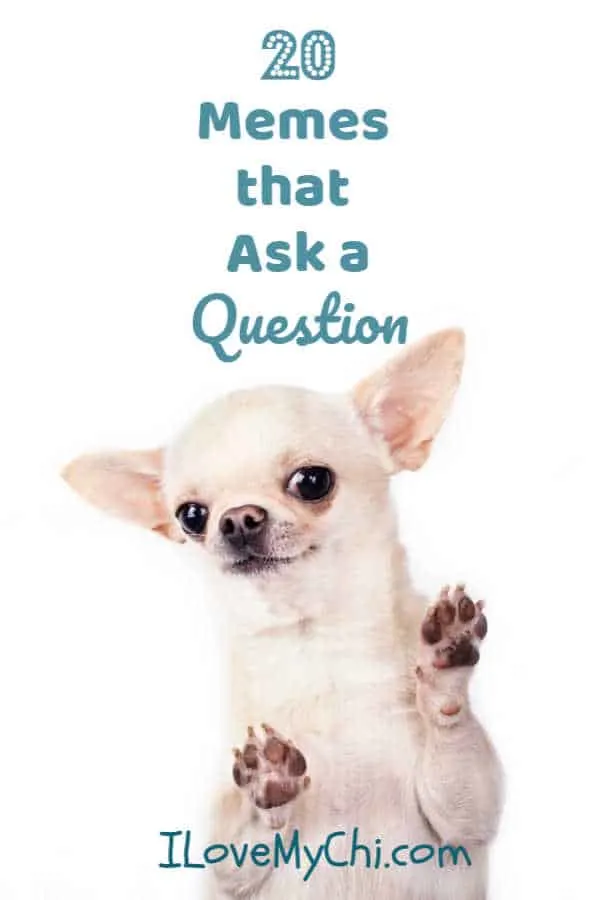 any questions dog