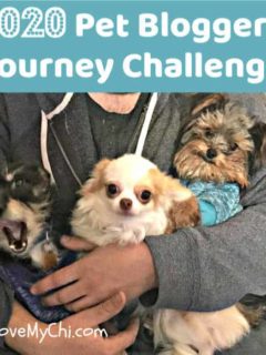 3 small dogs being held