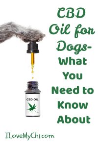 CBD Oil for Dogs-What You Need to Know - I Love My Chi