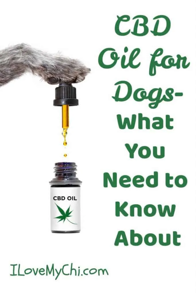 dog paw with dropper and CBD oil