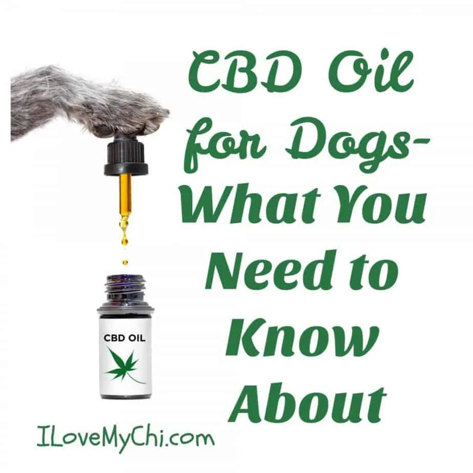dog paw with CBD oil