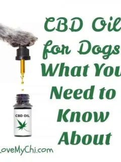 dog paw with CBD oil dropper
