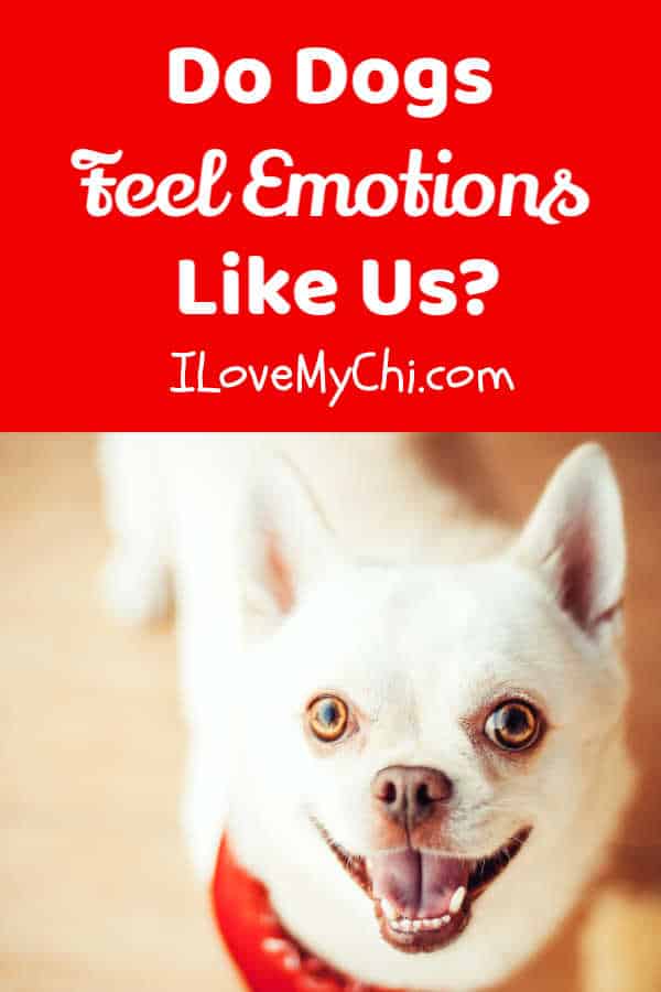 Do Dogs Feel Emotions Like Us? I Love My Chi