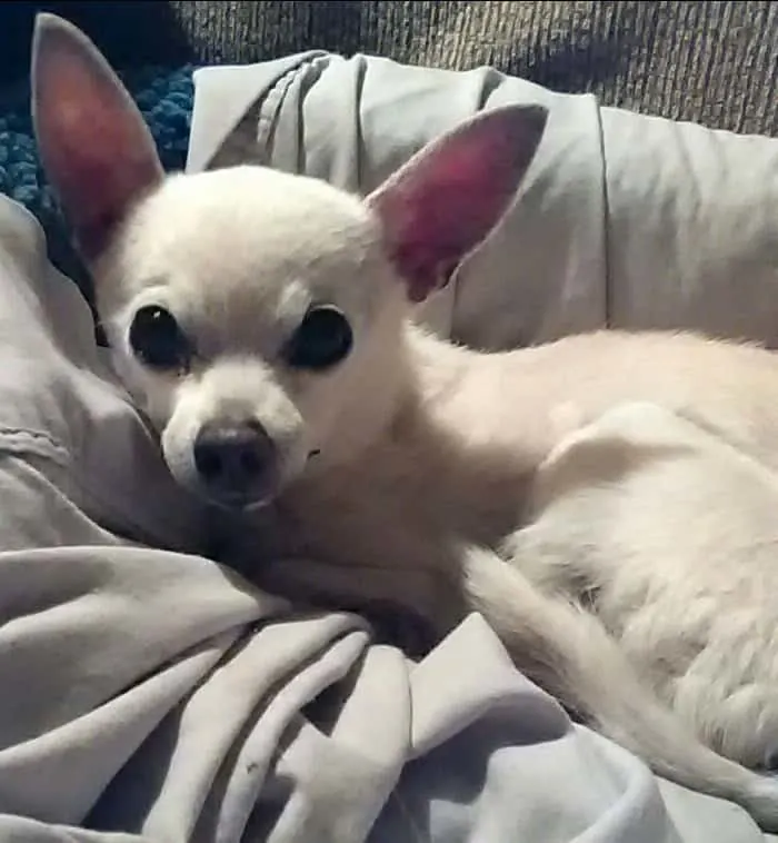 white chihuahua laying in blankets