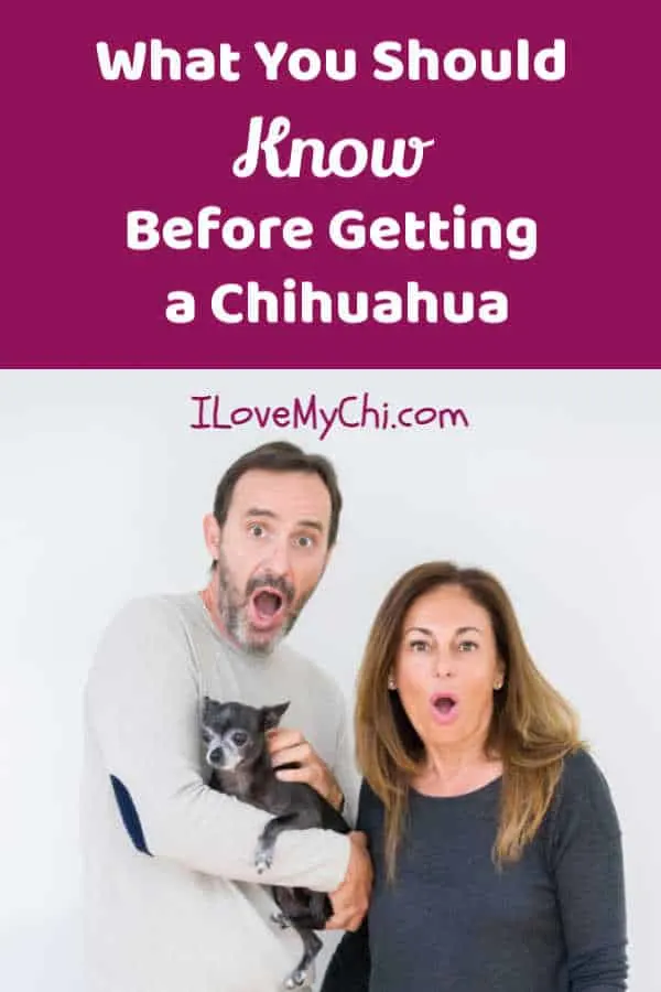 surprised man and woman holding a chihuahua dog