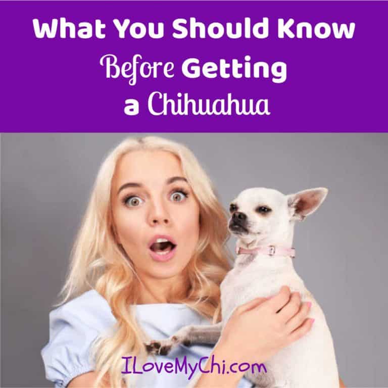 surprised blond woman holding a chihuahua
