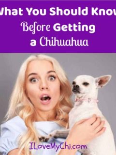 surprised blond woman holding a chihuahua