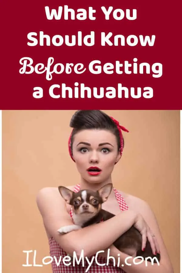 woman holding a chihuahua