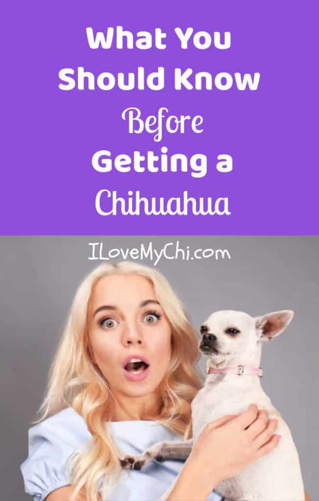 surprised blond woman holding a chihuahua