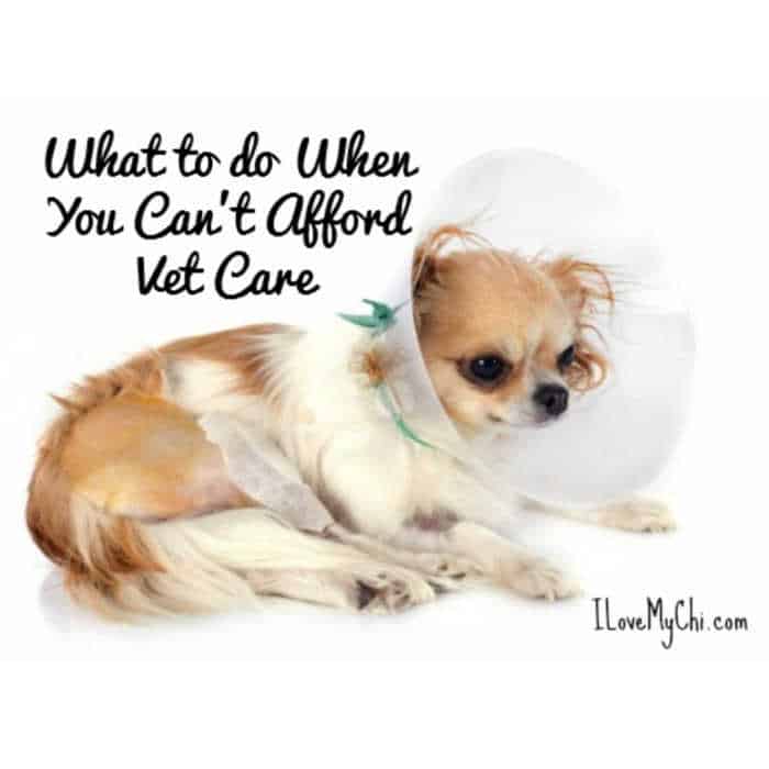 chihuahua with medical cone around neck