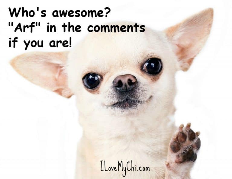20 Chihuahua Memes That Ask a Question I Love My Chi
