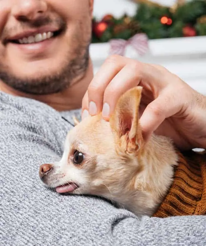 man petting a chihuahua