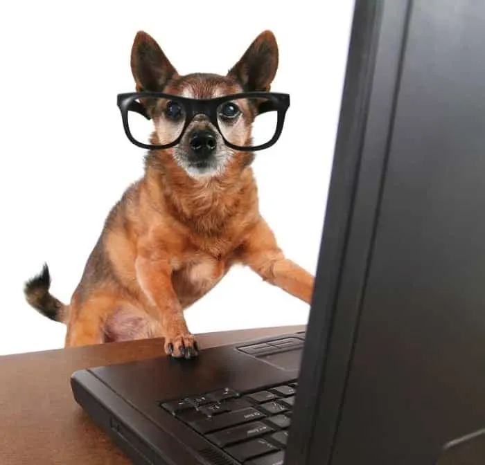 Chihuahua dog with glasses working on computer