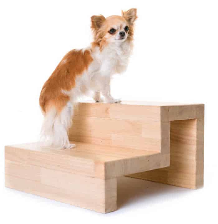 chihuahua on wooden steps