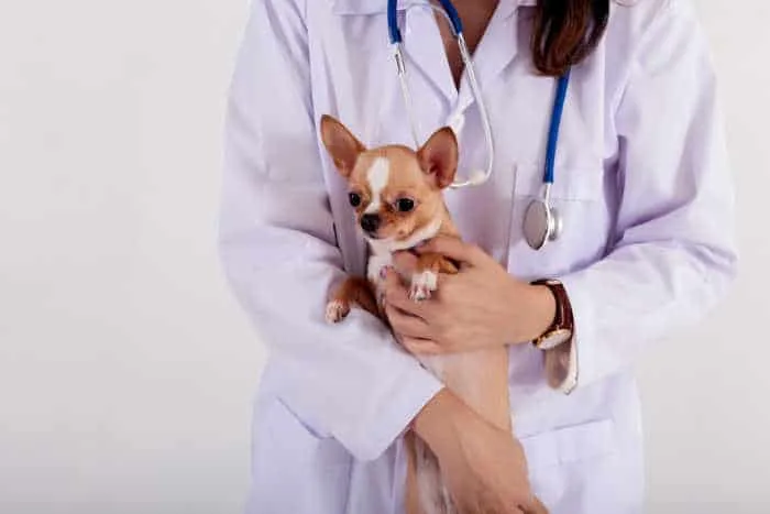 Chihuahua being held by veterinarian