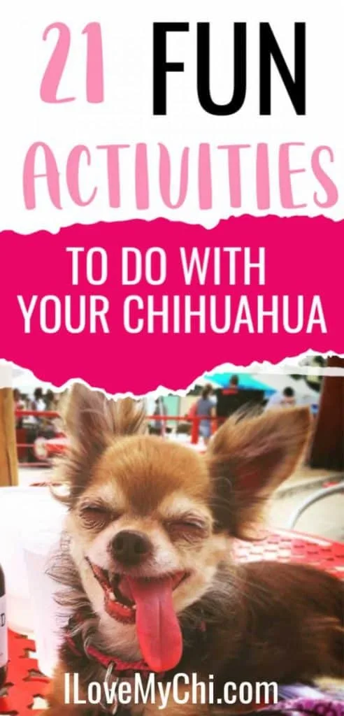 Happy smiling chihuahua dog with tongue out