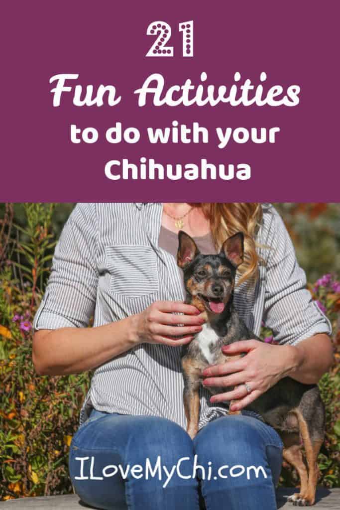 Cute chihuahua dog being held by woman