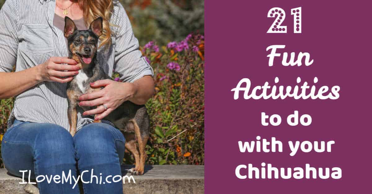 21 Fun Activities to do with your Chihuahua - I Love My Chi
