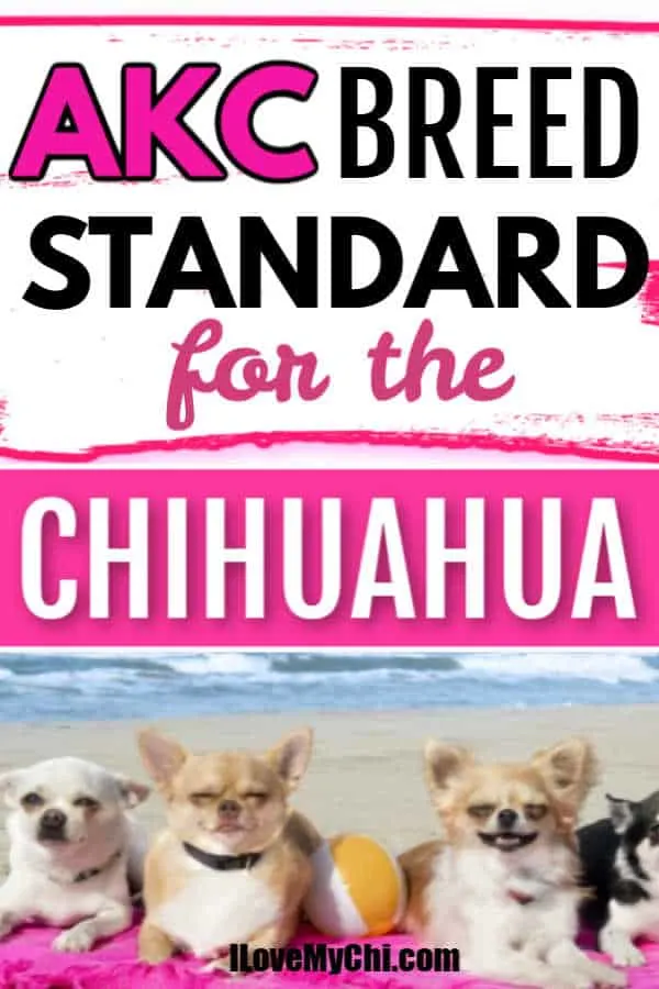 4 chihuahuas on a beach