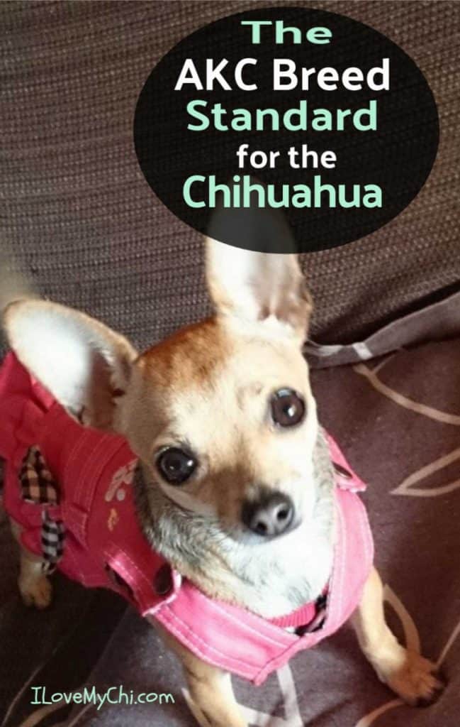 fawn colored chihuahua