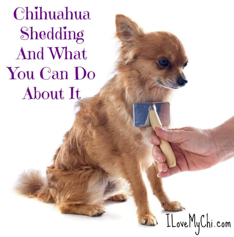 chihuahua getting groomed