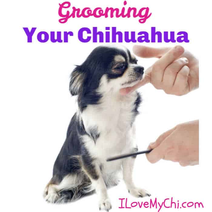 chihuahua being combed