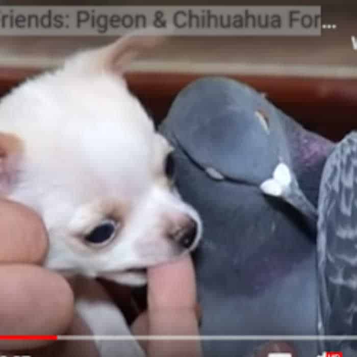 white chihuahua puppy and grey pigeon cuddling