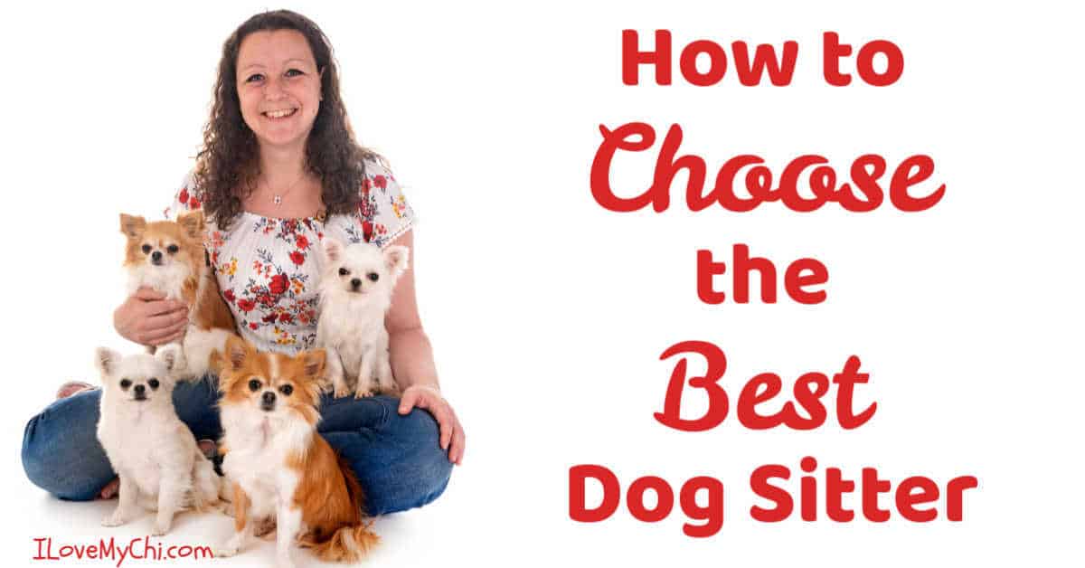 How to Choose the Best Dog Sitter - I Love My Chi