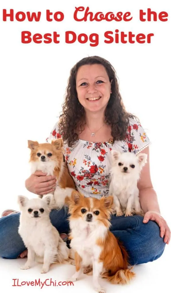 woman sitting with 4 chihuahuas
