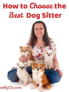 woman sitting with 4 chihuahuas