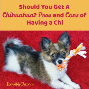 II Love My Chi -All about Chihuahua Dogs