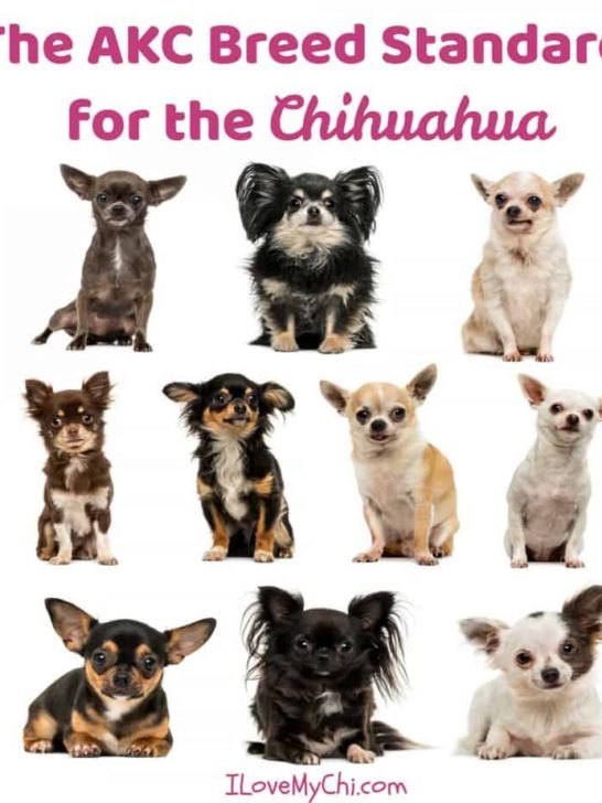 Chihuahua Facts Archives - I Love My Chi