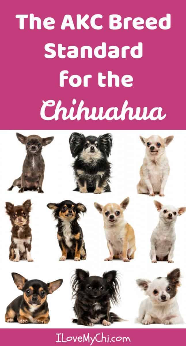 The AKC Breed Standard for the Chihuahua I Love My Chi