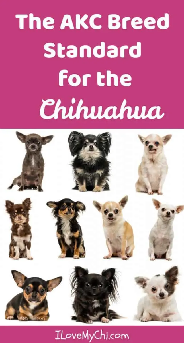 II. Key Characteristics of Chihuahuas in Show Competitions