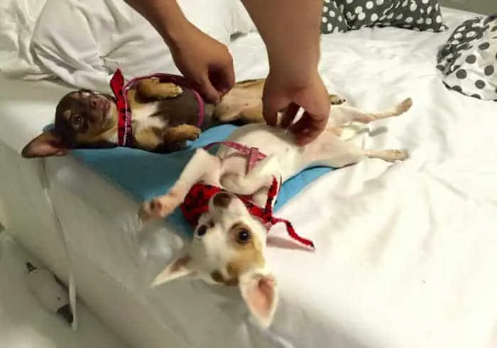 2 adorable chihuahuas on backs getting belly rubs