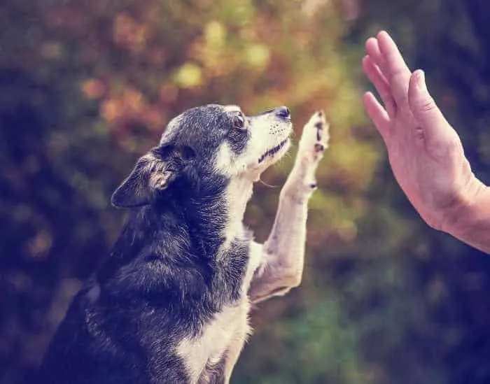 chihuahua giving high five to person's hand 