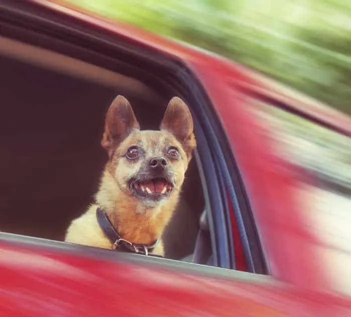 Chihuahua looking out the window in red car.