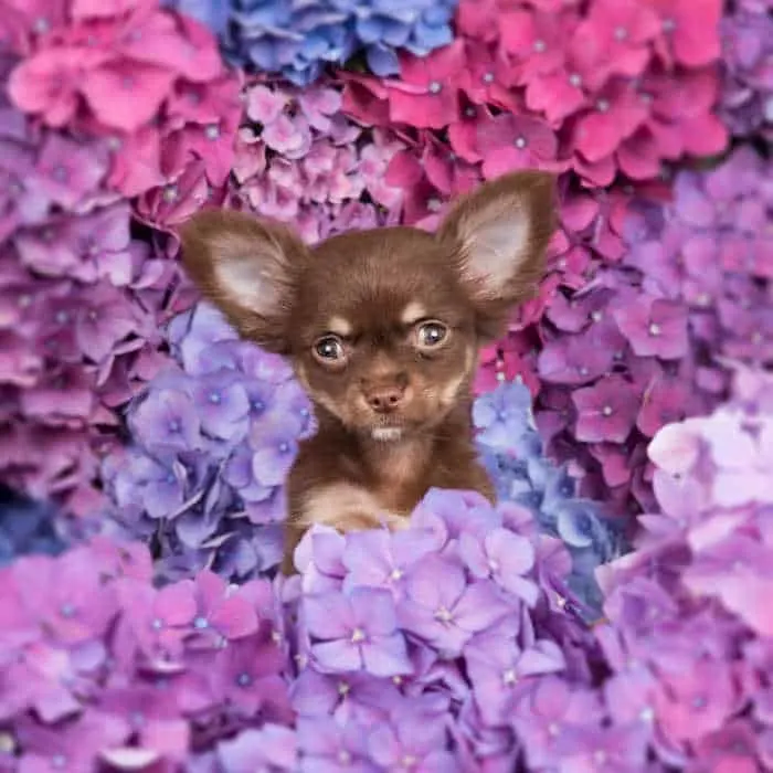 chihuahua puppy with lots of purple flowers around them