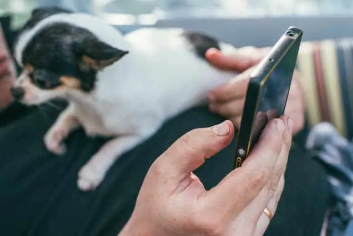 man with cellphone and chihuahua 