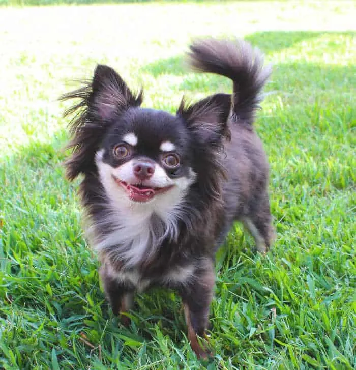 Happy long hair chihuahua in grass.