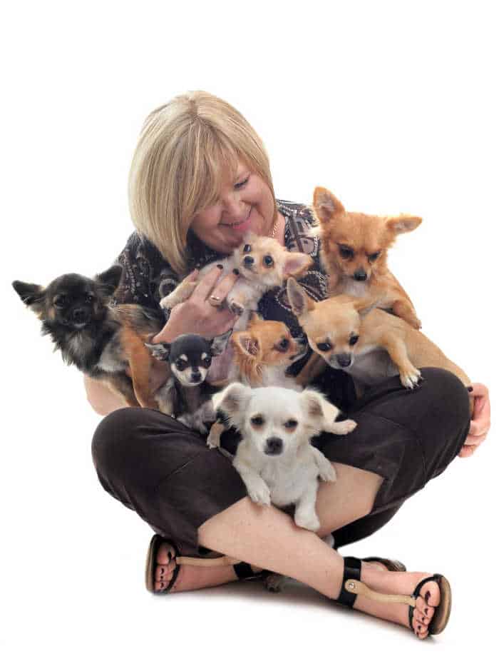 woman holding a lot of chihuahua dogs
