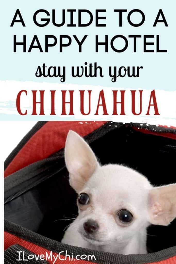 white chihuahua in travel bag