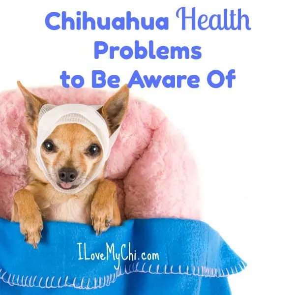 sick chihuahua with bandage on head in bed