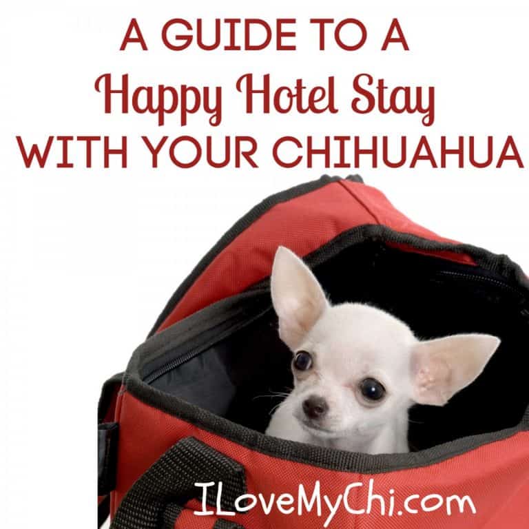 white chihuahua in red dog carrier