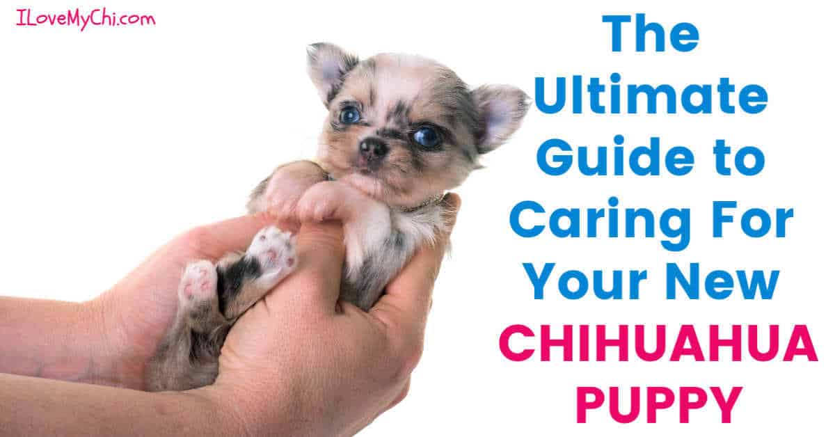 chihuahua puppy care