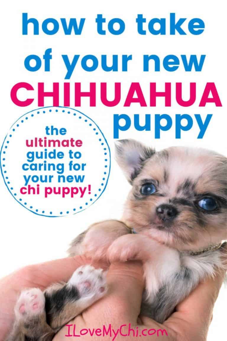 How to Take Care of Your New Chihuahua Puppy I Love My Chi